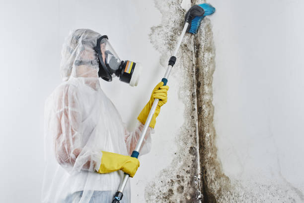 Best Mold Damage Repair  in Medina, TX