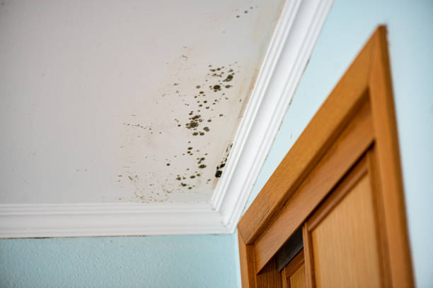 Best Local Mold Removal Service  in Medina, TX