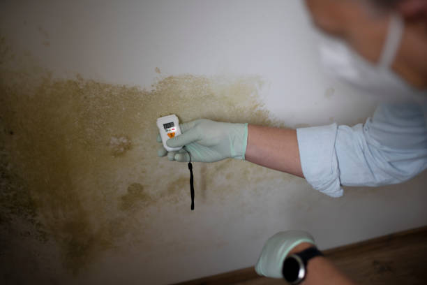 Best Mold Testing and Removal  in Medina, TX