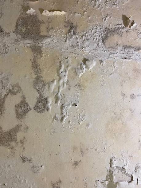 Best Mold Removal and Inspection  in Medina, TX
