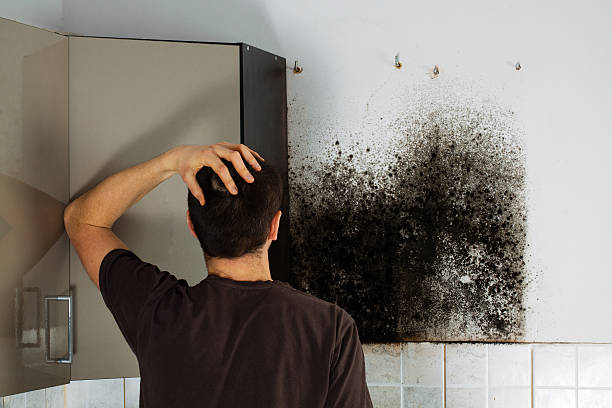 Mold Removal and Inspection in Medina, TX